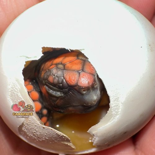 Photo post from carapacecritters.