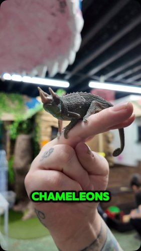 Video post from njexoticpets.