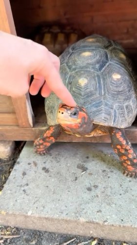 Video post from carapacecritters.