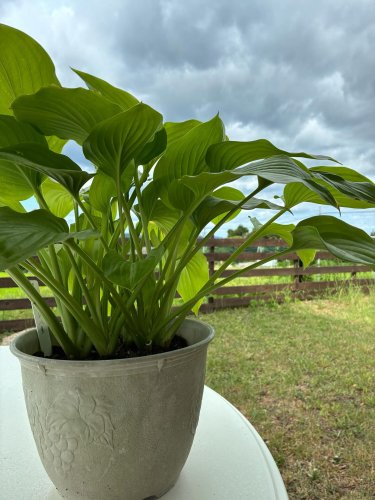 Carousel post from daisenbou.