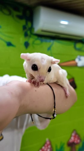 Video post from njexoticpets.