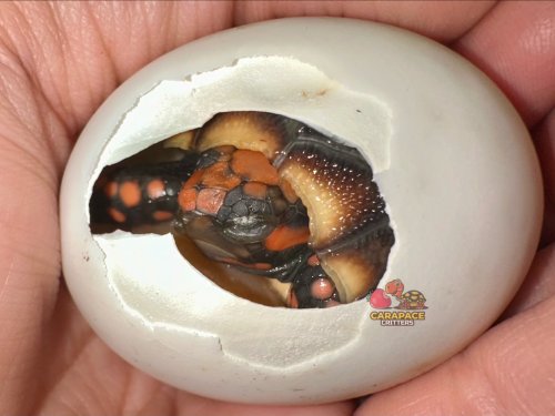 Photo post from carapacecritters.