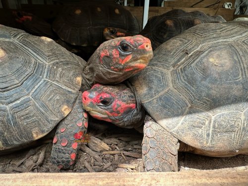 Photo post from carapacecritters.