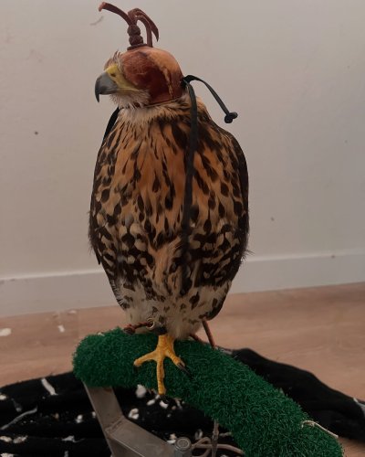 Photo post from desertkingsfalconry.