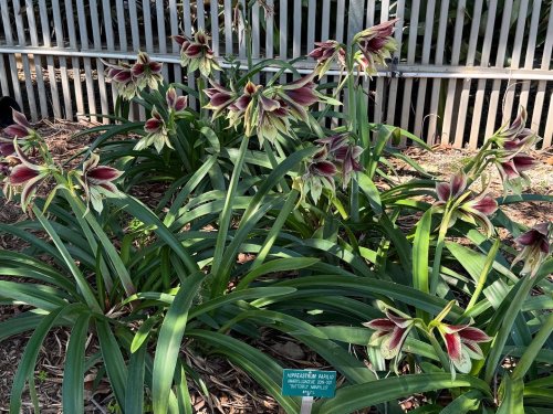 Photo post from ucrbotanicgardens.