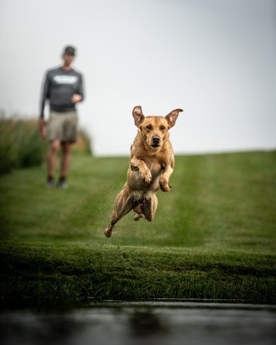 Carousel post from eukanubasportingdog.