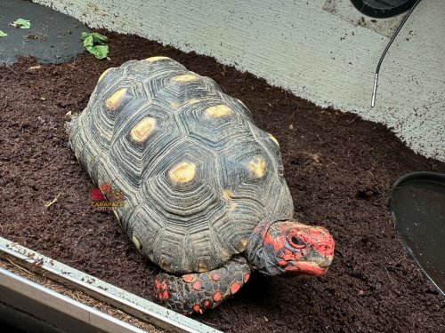 Photo post from carapacecritters.