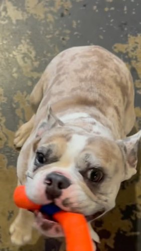 Video post from k9playtimedoggydaycare.