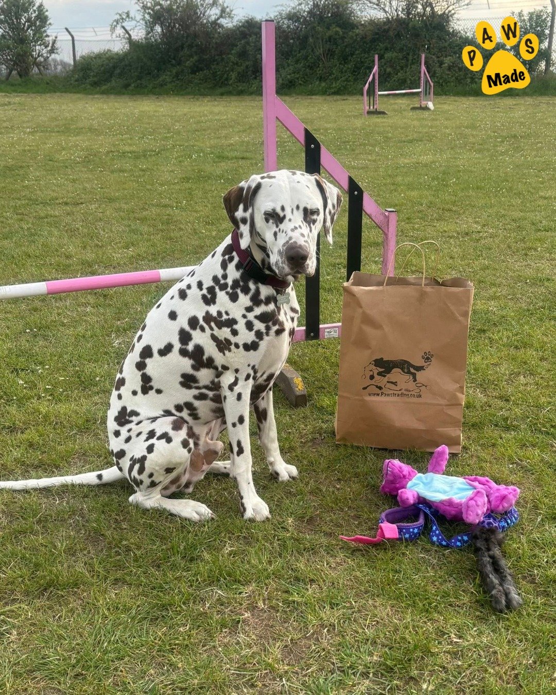 Photo post from pawstrading.