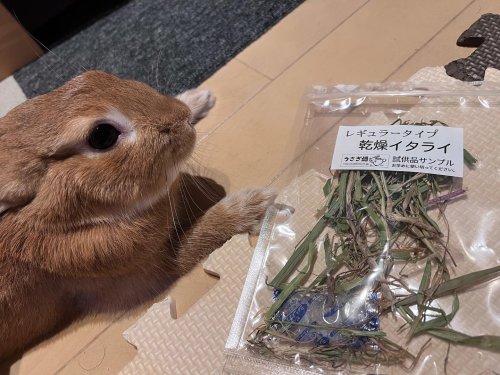 うさぎさんのためのイタリアンライグラス（レギュラー乾燥