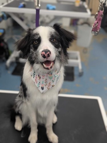 Carousel post from k9playtimedoggydaycare.