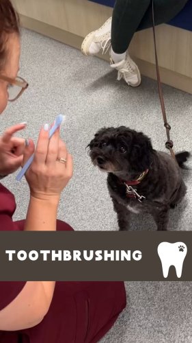 Video post from toothy.thomson.