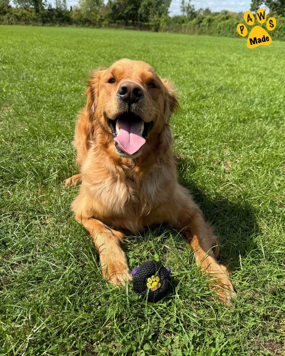 Photo post from pawstrading.