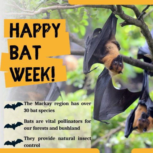 Photo post from mackayconservationgroup.