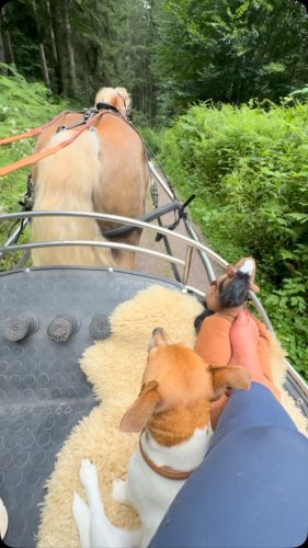 Video post from haflingerfahrsport.