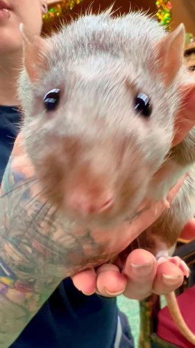 Video post from njexoticpets.