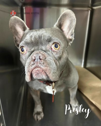 Photo post from familyanimalhospitalcm.