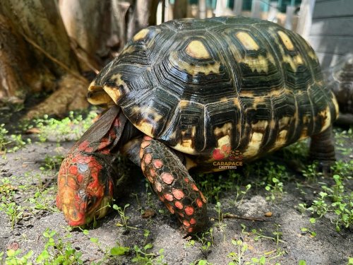 Photo post from carapacecritters.