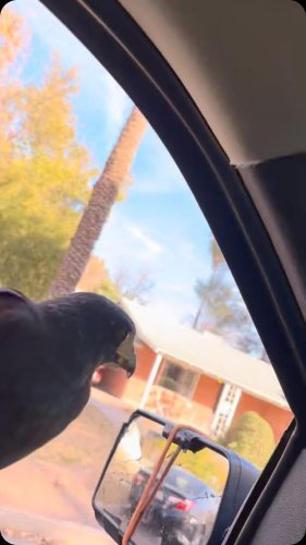 Video post from desertkingsfalconry.