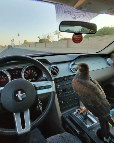 Photo post from desertkingsfalconry.