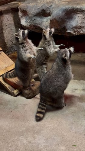 Video post from obermountain.