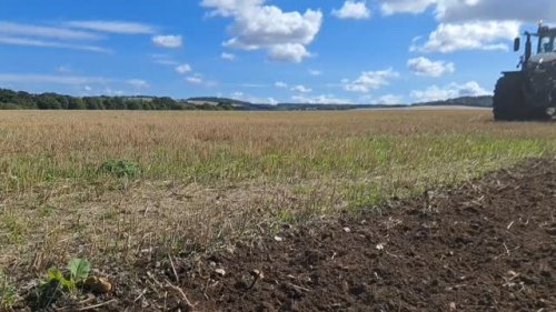 Video post from crowmarshbattlefarms.