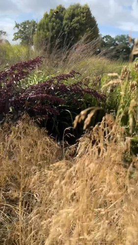 Video post from sussexprairies.