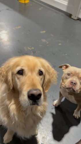Video post from k9playtimedoggydaycare.