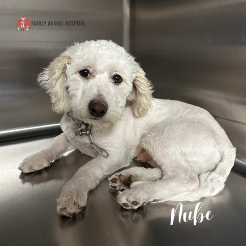 Carousel post from familyanimalhospitalcm.