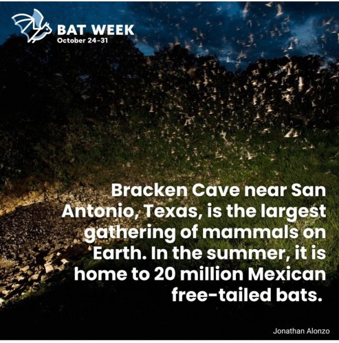 Photo post from bat_rehabber.