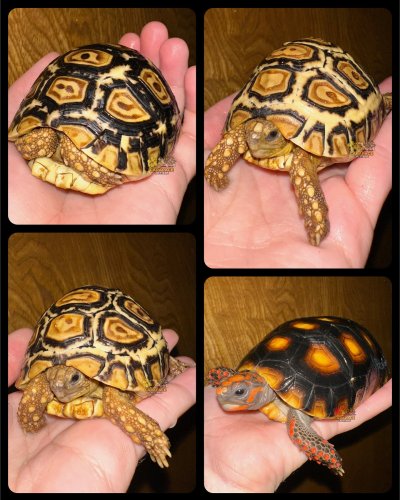 Photo post from carapacecritters.