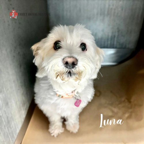 Photo post from familyanimalhospitalcm.