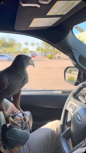 Video post from desertkingsfalconry.