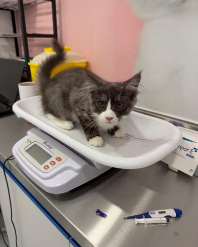 Carousel post from clinica_veterinaria_dourosul.
