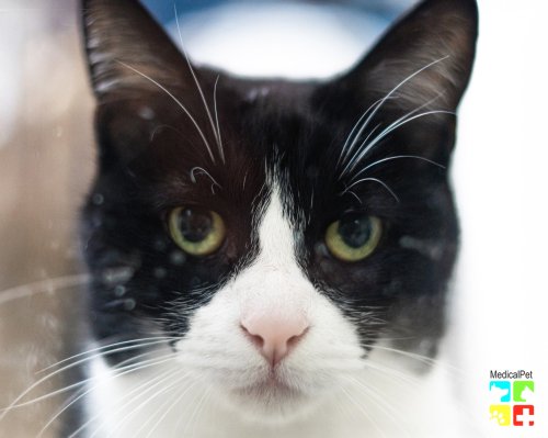 Photo post from medicalpettj.