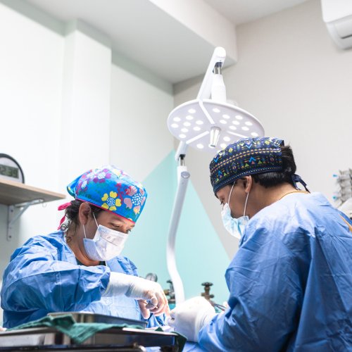 Photo post from medicalpettj.