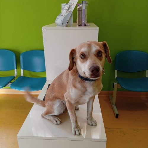 Carousel post from clinica_veterinaria_dourosul.