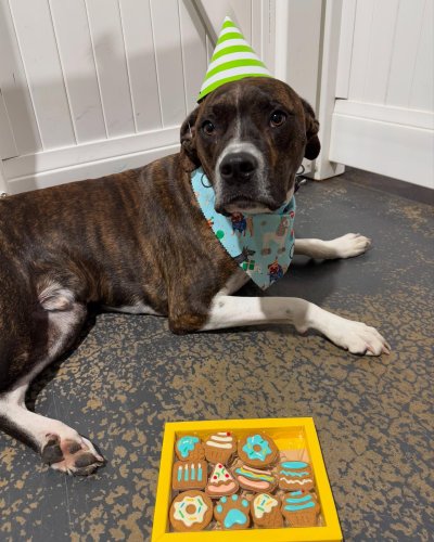 Carousel post from k9playtimedoggydaycare.