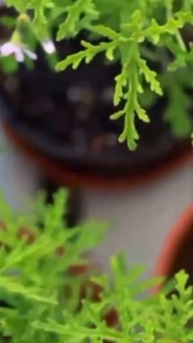 Video post from gildandco.