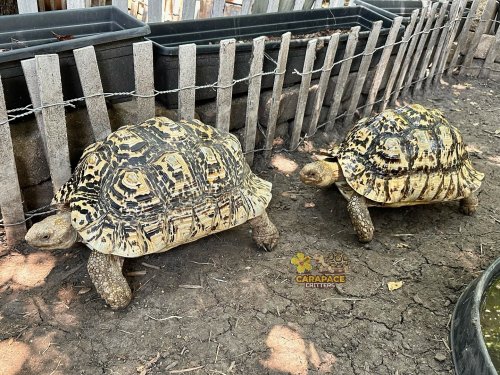 Photo post from carapacecritters.