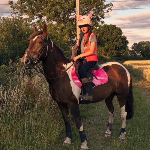 Photo post from alice_armson_equine.