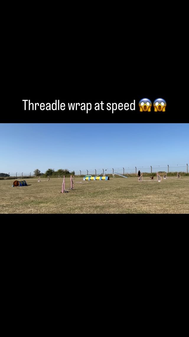 Video post from monty_cocker_.