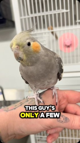 Video post from njexoticpets.
