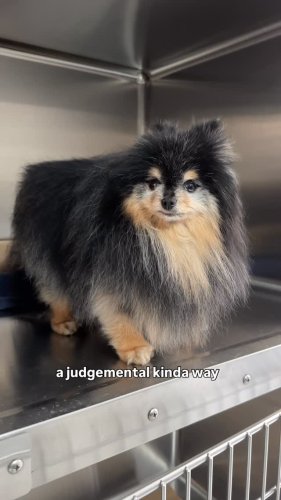 Video post from familyanimalhospitalcm.