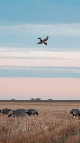 Video post from northernskiesoutfitters.