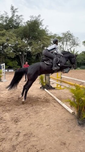 Video post from _lm_equestrian_.