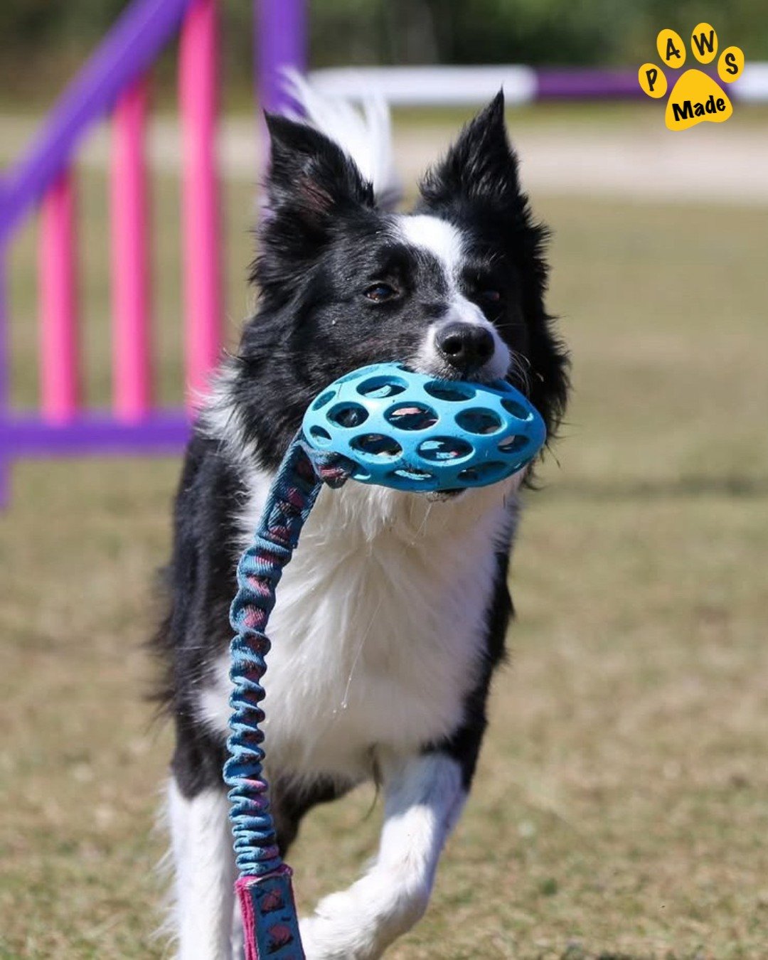 Photo post from pawstrading.
