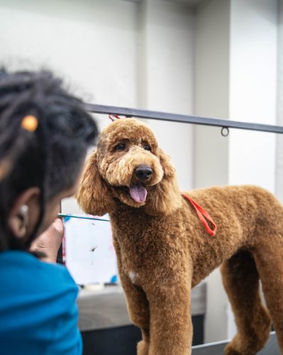 Photo post from medicalpettj.