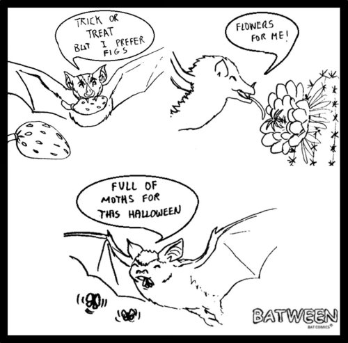 Photo post from bat.ween.
