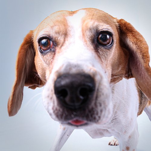 Carousel post from medicalpettj.